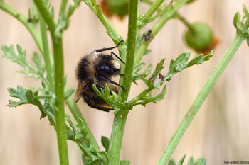 Bee on stem close-up.jpg